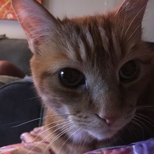 Meet your Posher, Rhonda